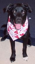 Mollie Bandana