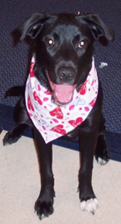 Mollie Bandana