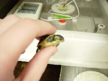 Fl Boxie Hatchling1