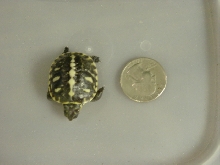 Fl Boxie Hatchling2