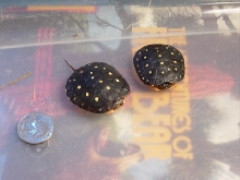 Spotteds