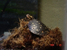 Spotted Basking