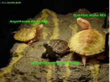 The Group