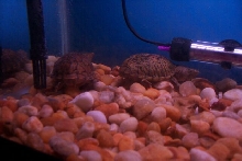 Loggerhead pair