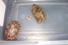 Loggerhead musks