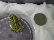Pyxie frog baby