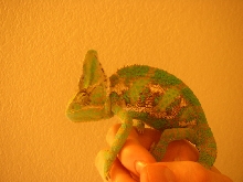 Toka