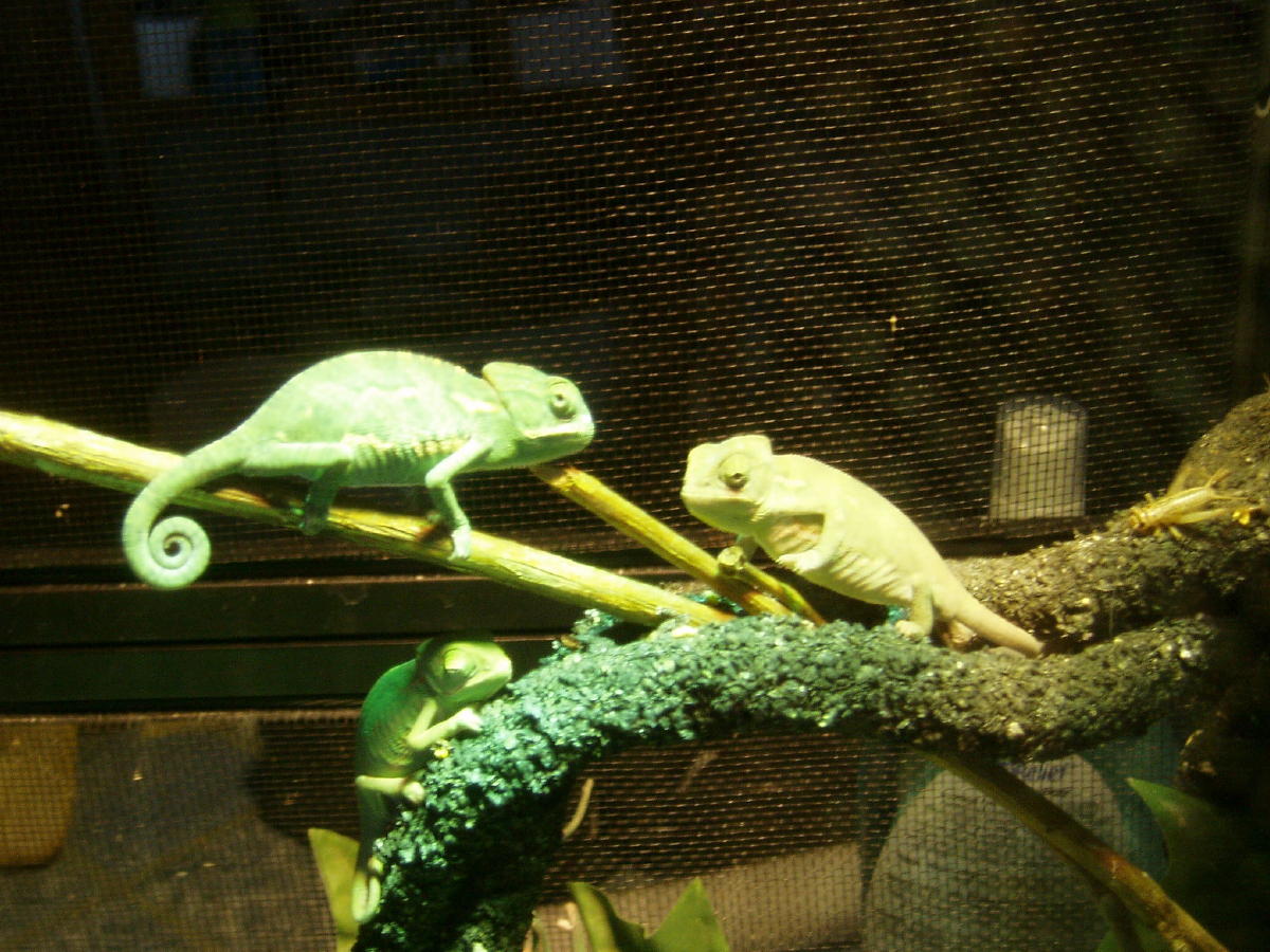 Baby Veilds