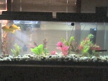 Comet Goldfish