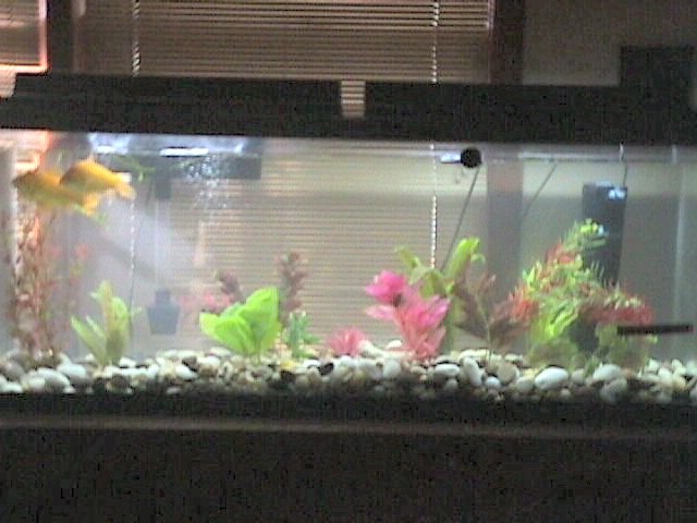 Comet Goldfish