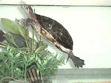 Female Eastern Painted