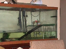 Basking Area