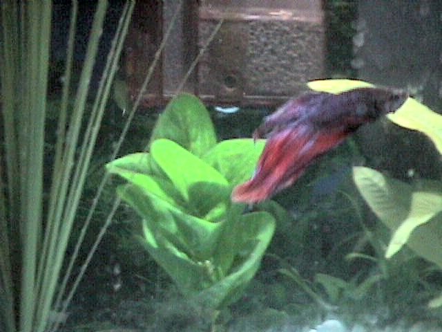 Betta R.I.P.