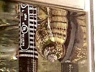 Apple Snail "Black Mystery"