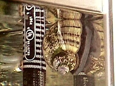 Apple Snail "Black Mystery"