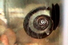 Apple Snail