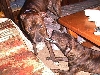 Butch & Karma Playing