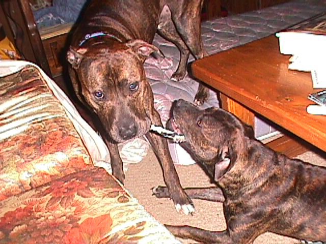 Butch & Karma Playing