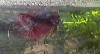Betta crown tail