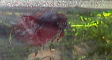 Betta crown tail