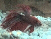 Crown tail betta