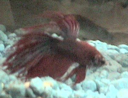 Crown tail betta