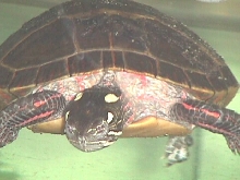 Eastern Painted Female