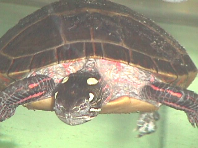 Eastern Painted Female