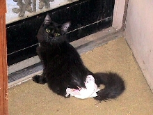 Fluffy looking out front door