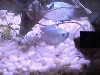 Neon Blue Dwarf Gouramis