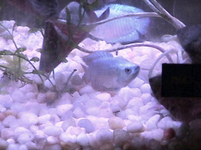Neon Blue Dwarf Gouramis