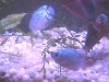 Neon Blue Dwarf Gouramis
