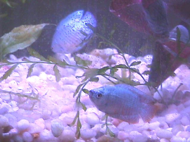 Neon Blue Dwarf Gouramis