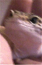 Hello