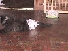 Kitten with fractured lumbar spine