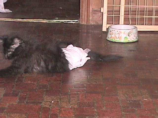 Kitten with fractured lumbar spine