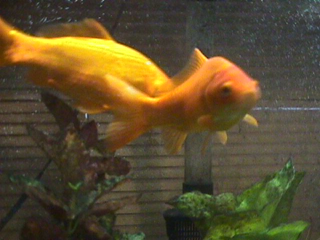 Goldfish
