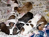 Puppy Pile