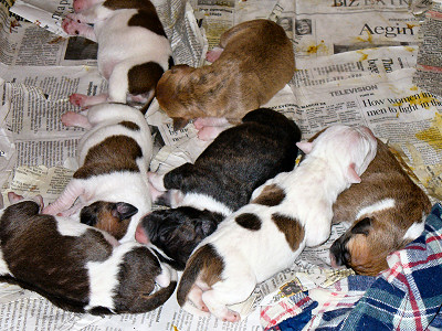 Puppy Pile