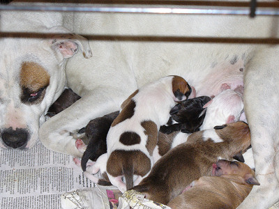 Mom with Puppies