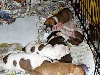 2 week old pit bull puppies