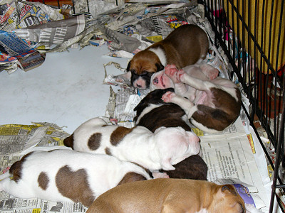 2 week old pit bull puppies