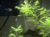 Black Rasboras and Neon Tetras