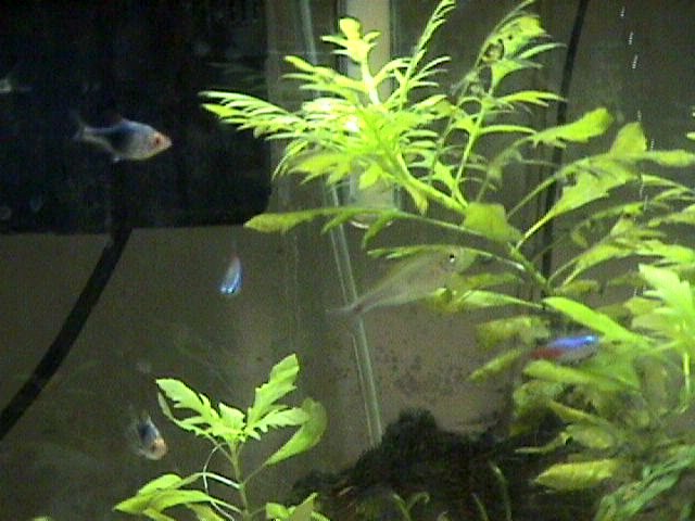 Black Rasboras and Neon Tetras