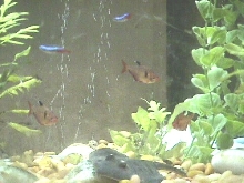 Community Tank