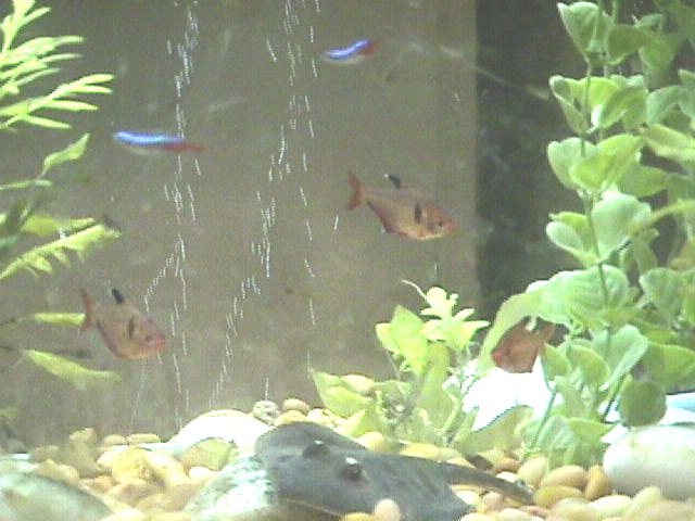 Community Tank