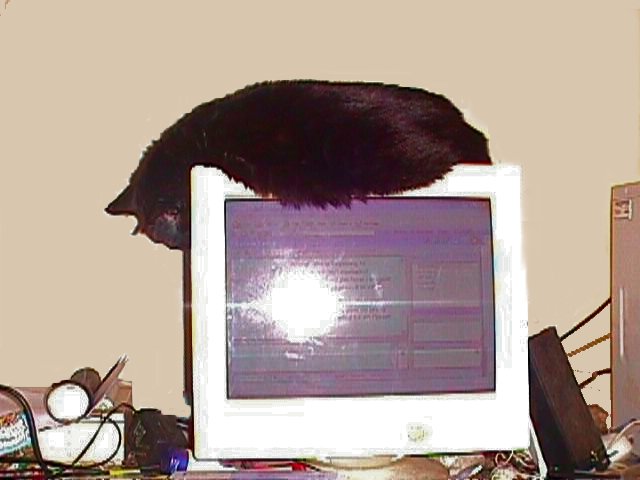 Kitty on Monitor