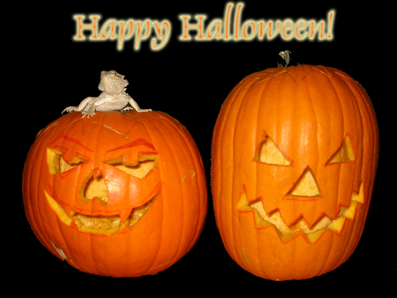 Gizmoe halloween