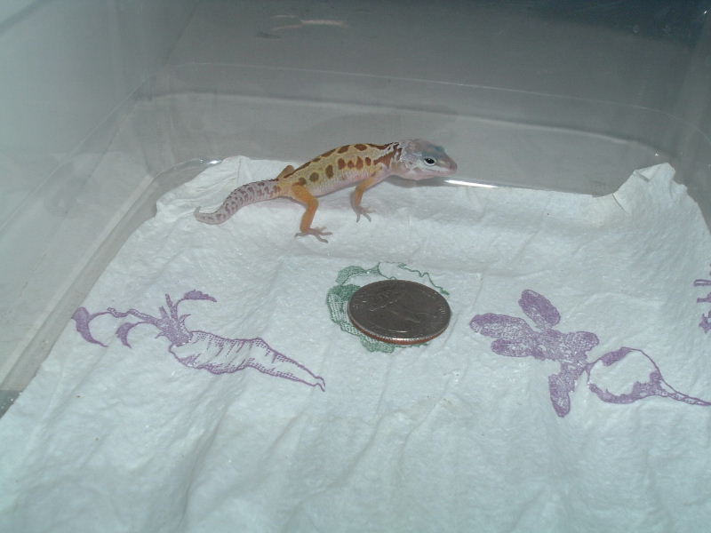 Tiny