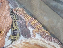 Lucky, Ice, and Lyle